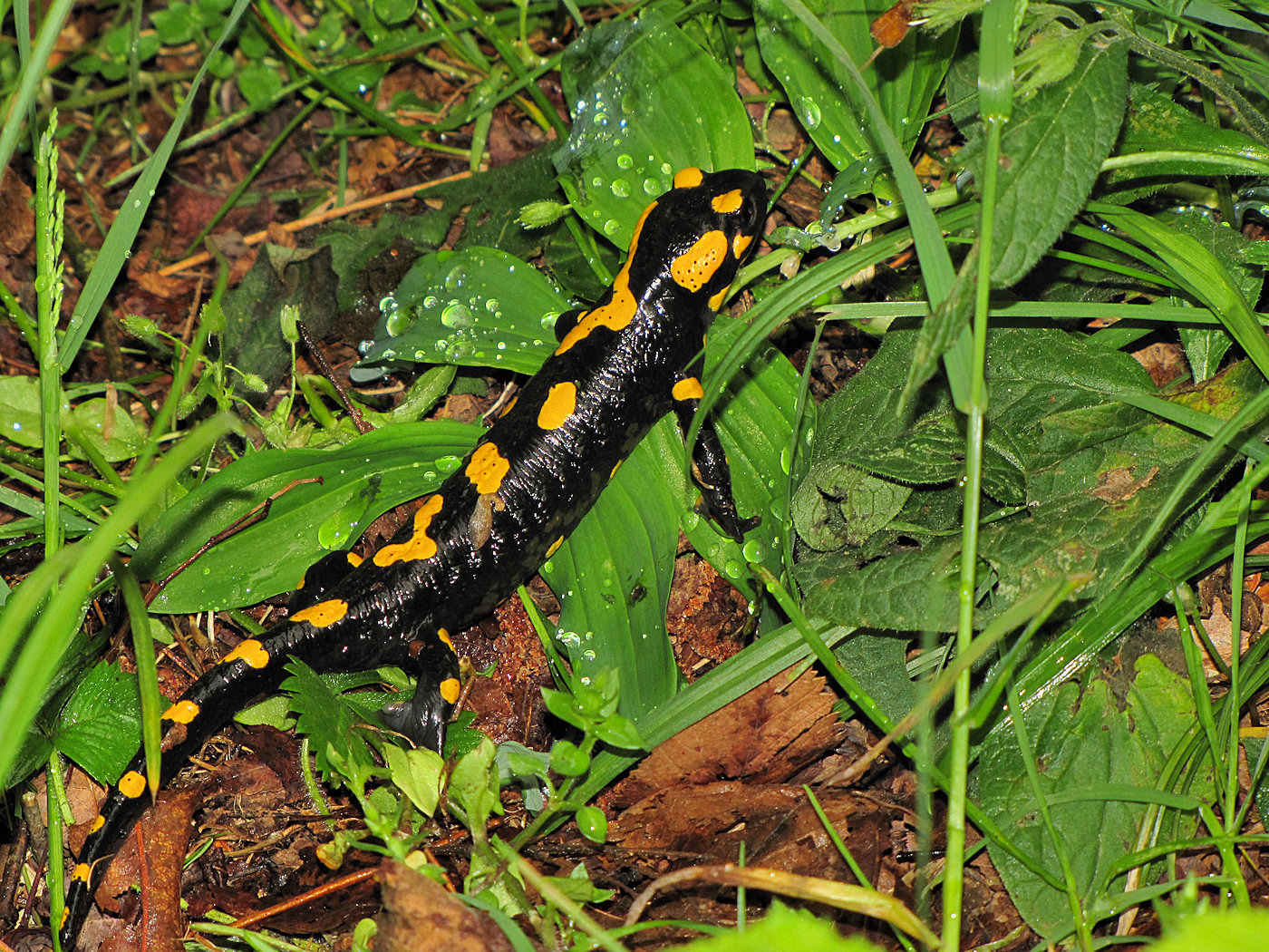 In posa per me! Salamandra salamandra salamandra